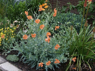 Papaver triniifolium - medium image 2
