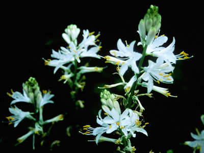 Paradisea lusitanica - medium image 2