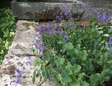 Parahebe perfoliata - medium image 2