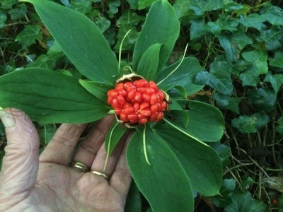 Paris polyphylla - medium image 2