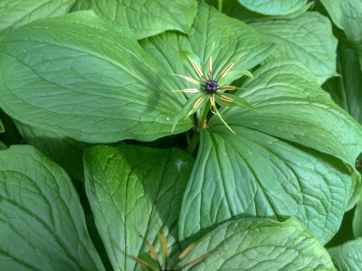 Paris quadrifolia - medium image 2