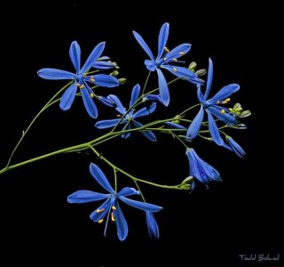 Pasithea caerulea - medium image 2