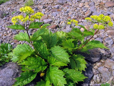Patrinia gibbosa - medium image 2