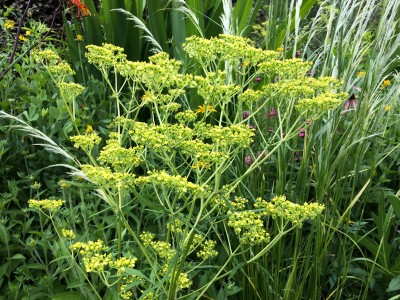 Patrinia punctiflora - medium image 2