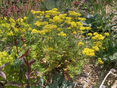 Patrinia rupestris - medium image 2