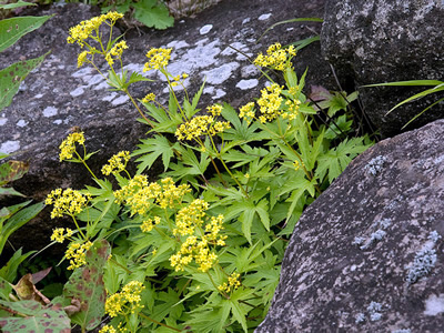 Patrinia triloba - medium image 2