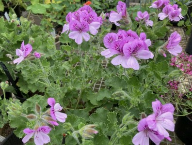 Pelargonium 'Cola Bottles' - medium image 2