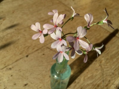 Pelargonium quinquelobatum - medium image 2