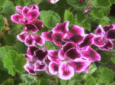 Pelargonium 'Sancho Panza' - medium image 2