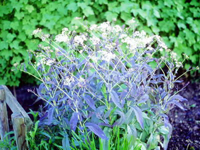 Peltaria alliaceae - medium image 2