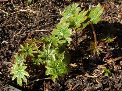 Peltoboykinia watanabei - medium image 2