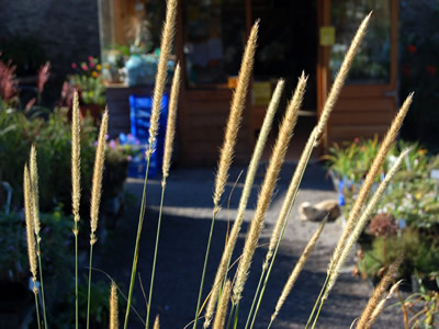 Pennisetum macrourum - medium image 2