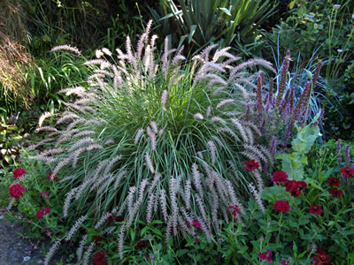 Pennisetum orientale - medium image 2