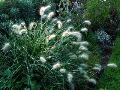 Pennisetum villosum - medium image 2