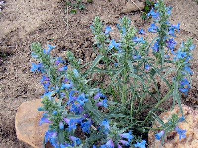 Penstemon angustifolius - medium image 2