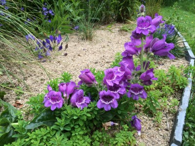Penstemon cobaea - medium image 2