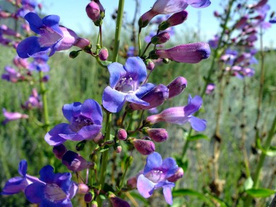 Penstemon spectabilis - medium image 2