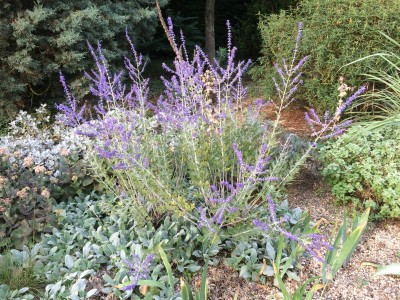 Perovskia atriplicifolia 'Little Spire' - medium image 2