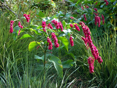 Persicaria orientalis - medium image 2