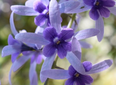 Petrea volubilis - medium image 2