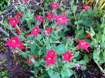 Petunia exserta - medium image 2