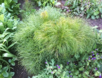 Peucedanum officinale - medium image 2