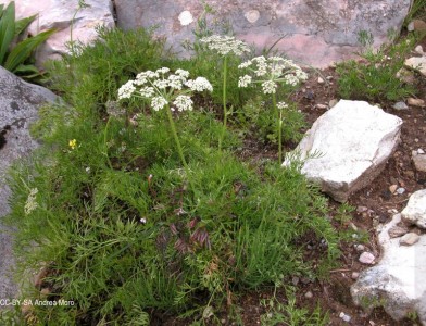 Peucedanum rablense - medium image 2