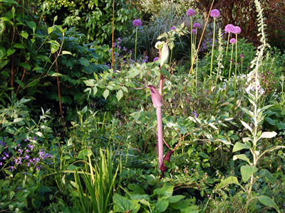 Peucedanum verticillare - medium image 2