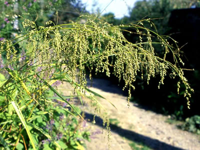 Phaenosperma globosa - medium image 2