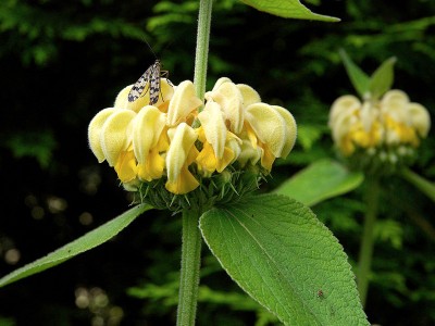 Phlomis russeliana - medium image 2