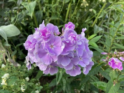 Phlox paniculata 'Prospero' - medium image 2