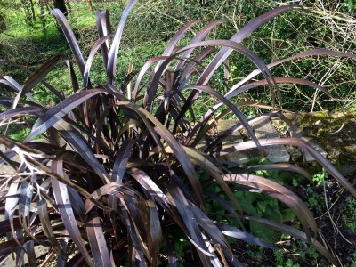 Phormium 'Black Velvet' - medium image 2