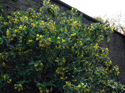 Piptanthus nepalensis - medium image 2
