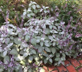 Plectranthus argentatus - medium image 2