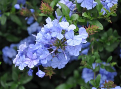 Plumbago capensis - medium image 2