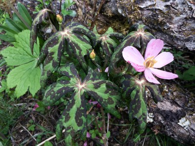 Podophyllum hexandrum - medium image 2