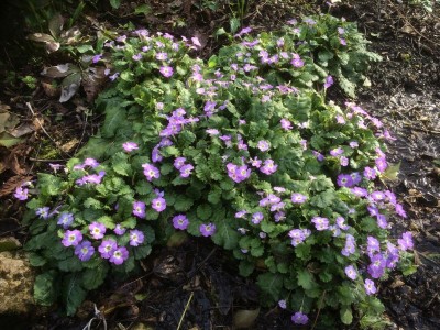 Primula boothii - medium image 2