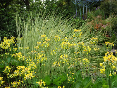Primula florindae AGM - medium image 2