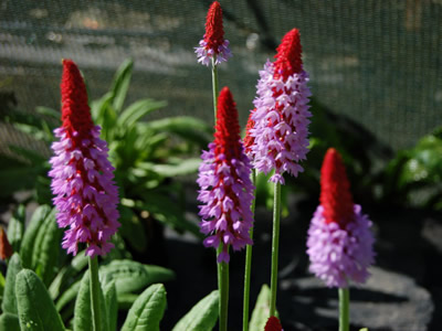 Primula vialii - medium image 2