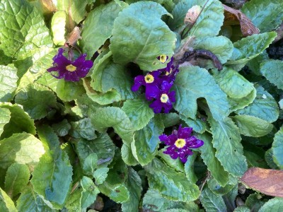 Primula 'Wanda' - medium image 2