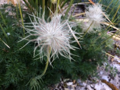 Pulsatilla vulgaris 'Papageno' - medium image 2