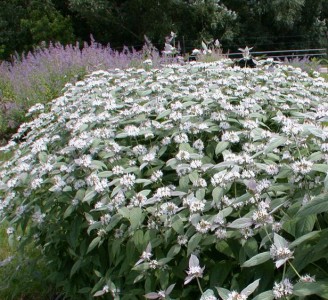 Pycnanthemum muticum - medium image 2