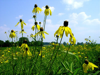 Ratibida pinnata - medium image 2