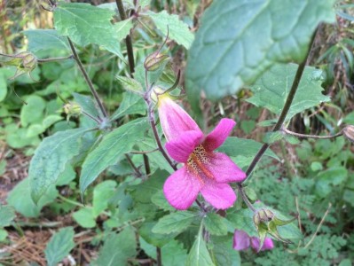 Rehmannia elata - medium image 2