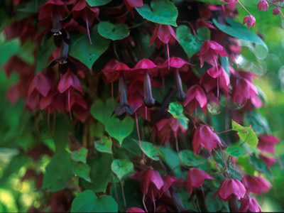 Rhodochiton atrosanguineus AGM - medium image 2