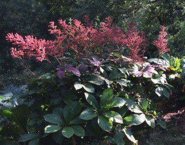 Rodgersia pinnata - medium image 2