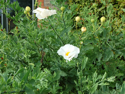 Romneya coulterii - medium image 2