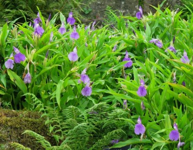 Roscoea auriculata AGM - medium image 2