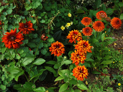 Rudbeckia hirta 'Cherokee Sunset' - medium image 2