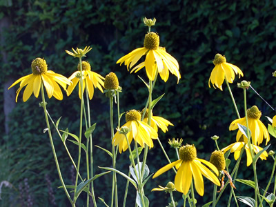 Rudbeckia laciniata - medium image 2